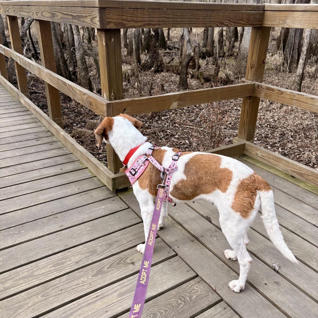 Kimmy Gibler, a Adoptable Hound in Windsor, VA image 4/6