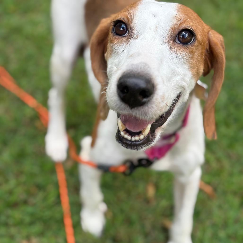 Kimmy Gibler, a Adoptable Hound in Windsor, VA image 5/6