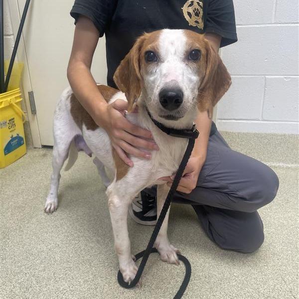 Kimmy Gibler, Adoptable, Adult Female Hound.