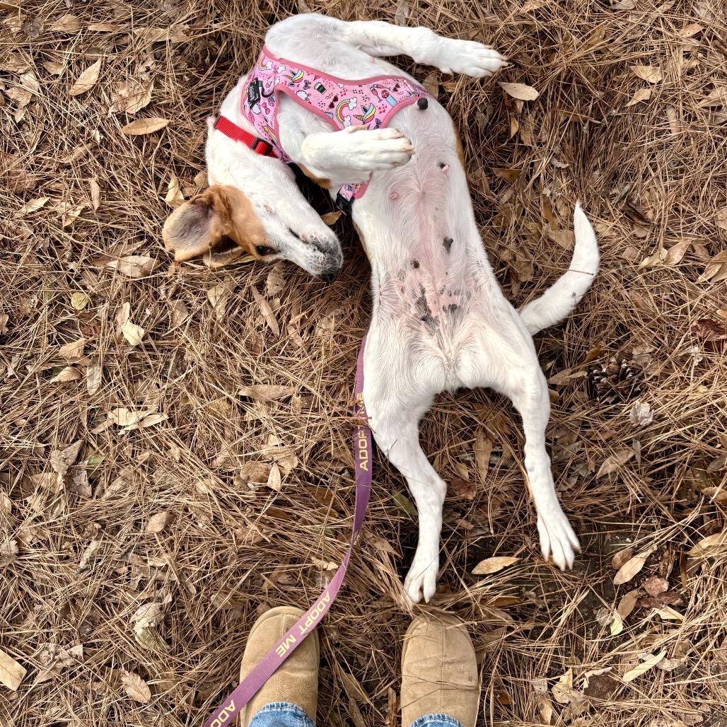 Kimmy Gibler, a Adoptable Hound in Windsor, VA image 6/6