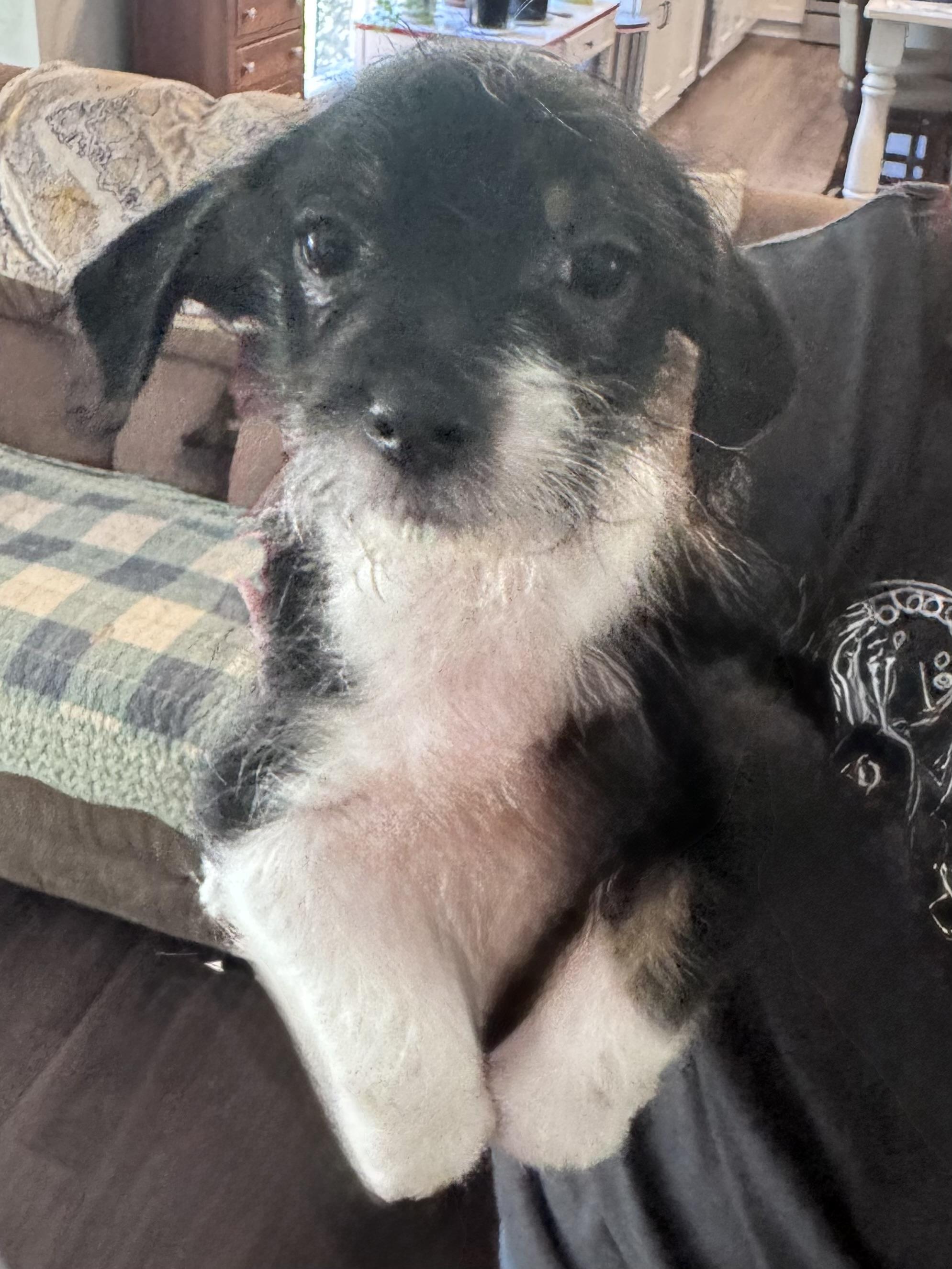 Enlarge Liam, a ADOPTABLE mixed breed in Monroe, NC image 1/4