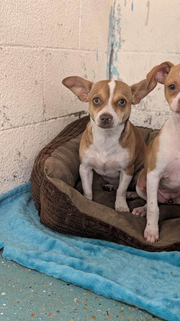 Marley, Adoptable, Young Female Chihuahua & Mixed Breed.