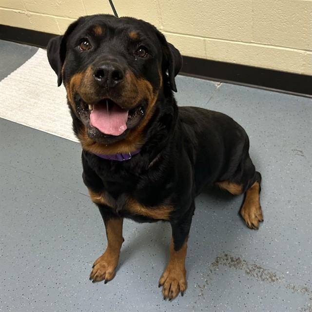 REINA, Adoptable, Adult Female Rottweiler.