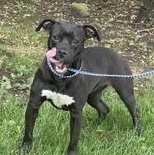 Enlarge Missy Moo, a Adoptable mixed breed in New Castle, IN image 1/1