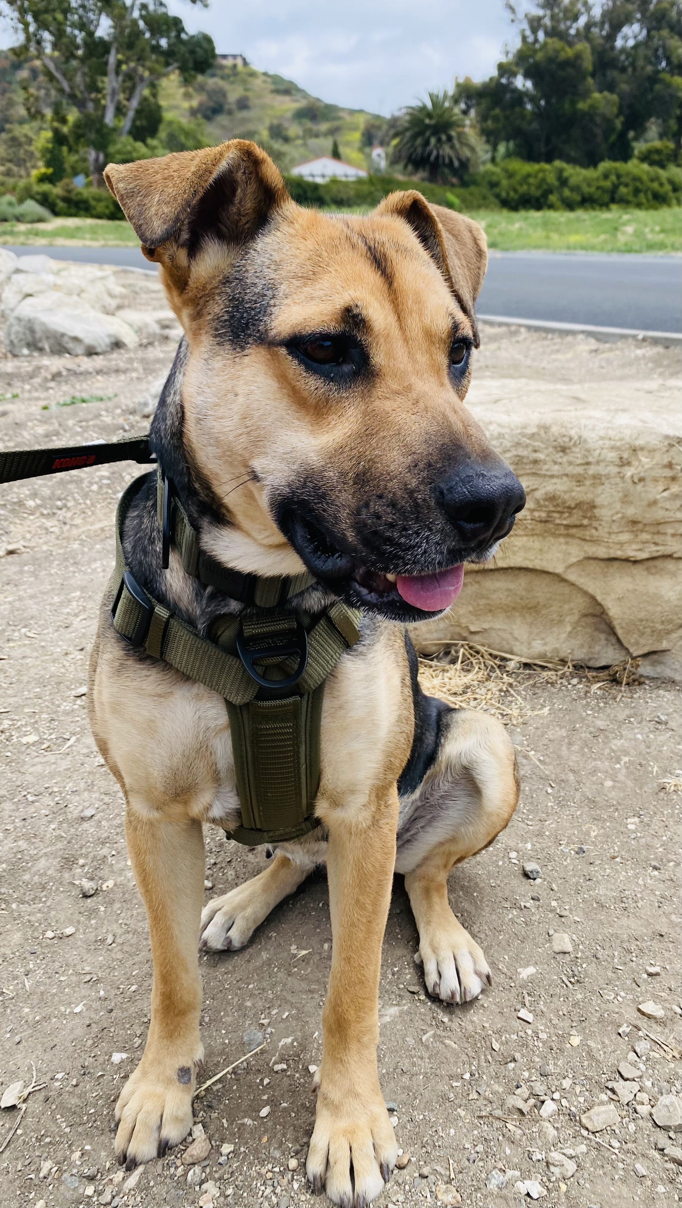 Mila, Adopted, Young Female German Shepherd Dog & Pit Bull Terrier.