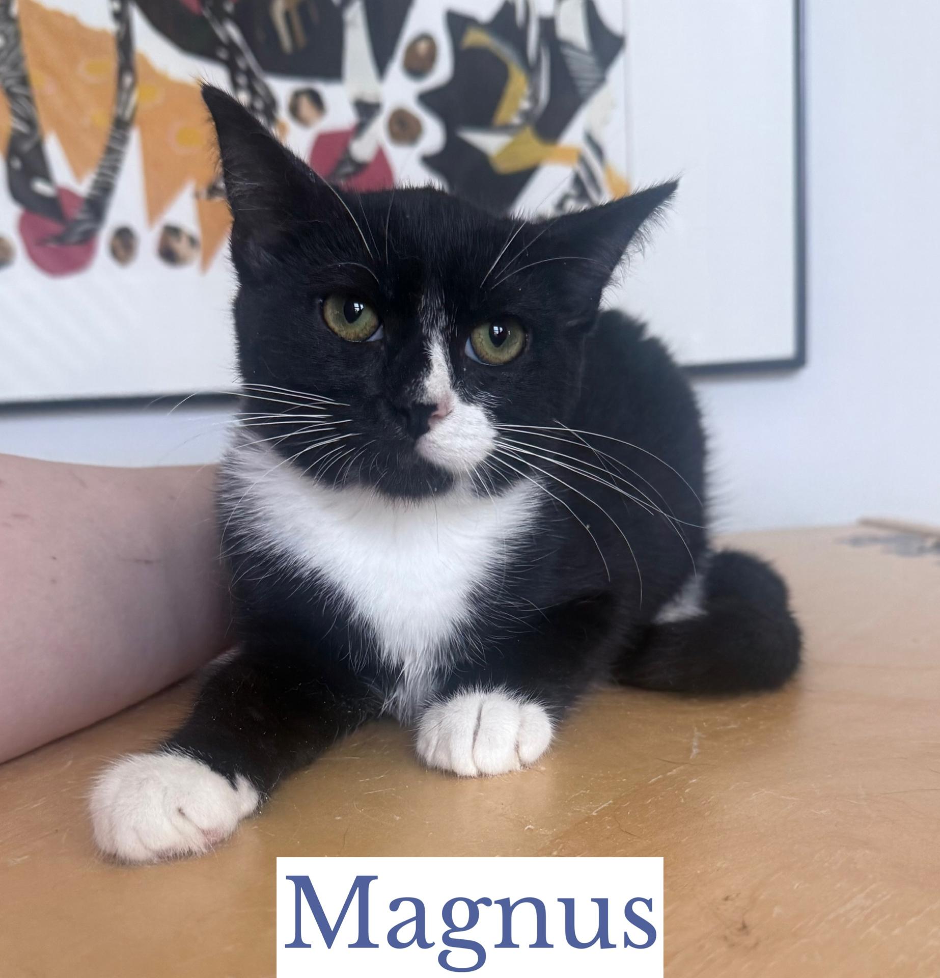 Enlarge Magnus, a Adopted Domestic Short Hair in Berkeley Springs, WV image 1/3