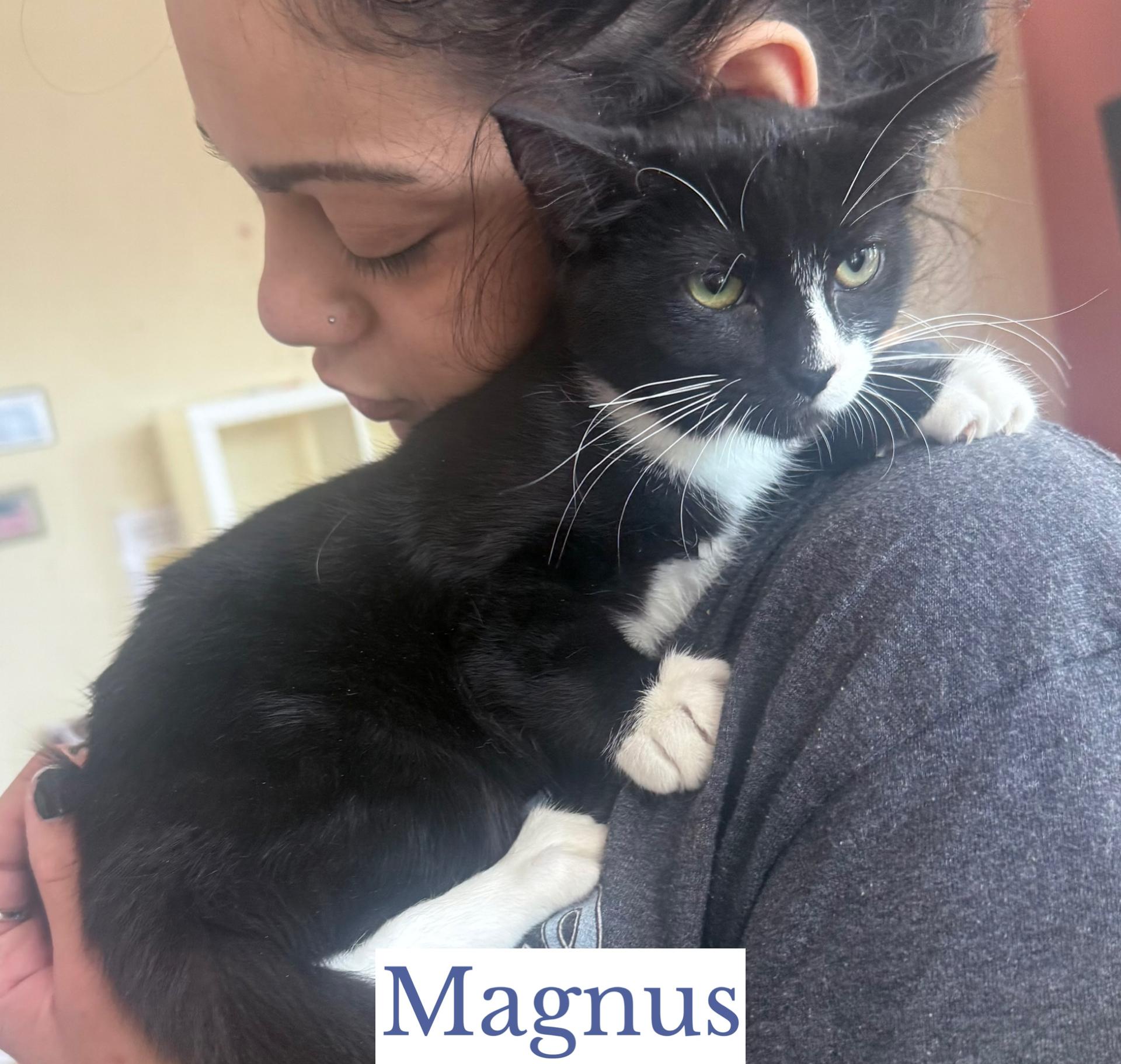Enlarge Magnus, a Adopted Domestic Short Hair in Berkeley Springs, WV image 3/3
