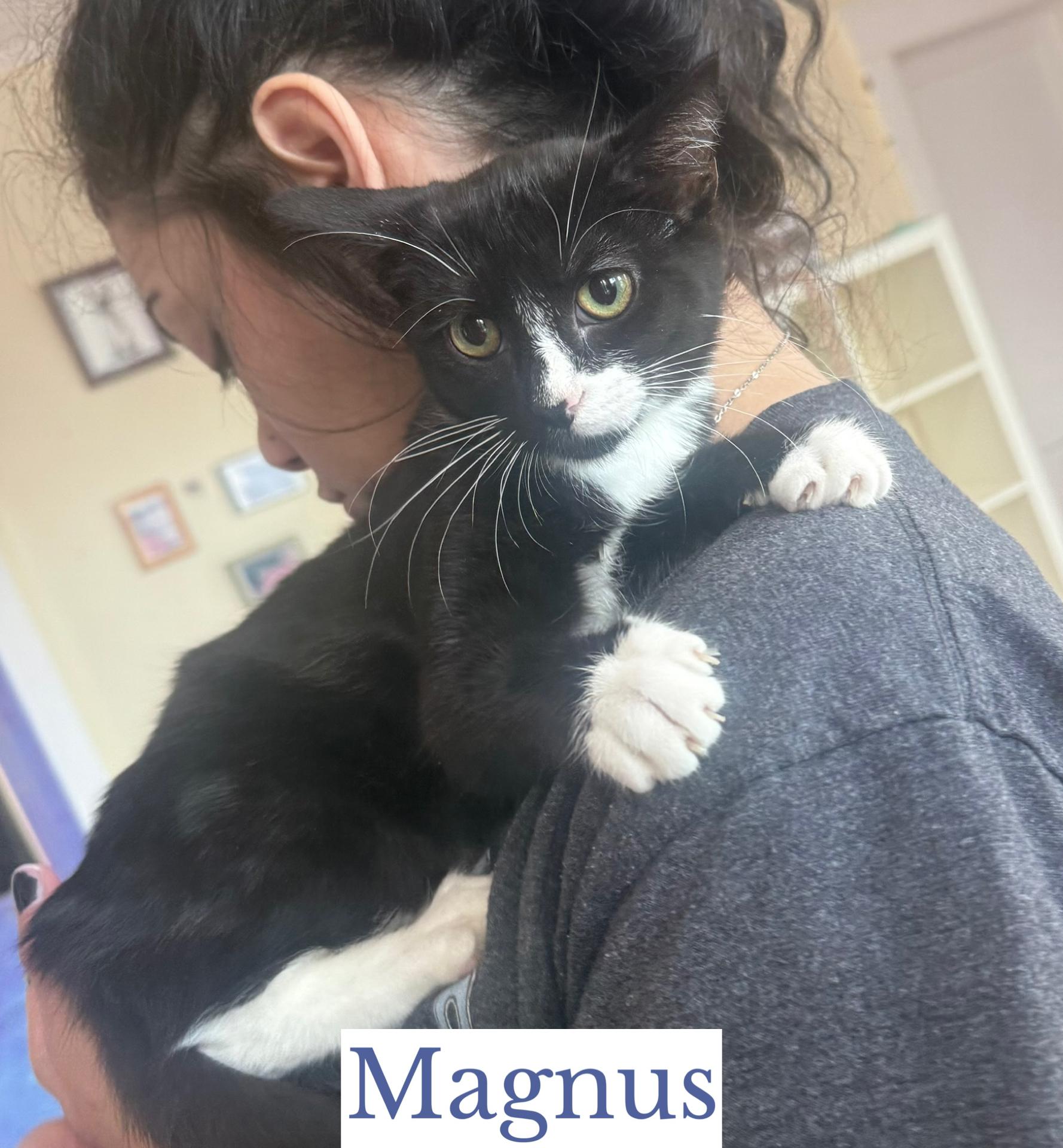 Enlarge Magnus, a Adopted Domestic Short Hair in Berkeley Springs, WV image 2/3