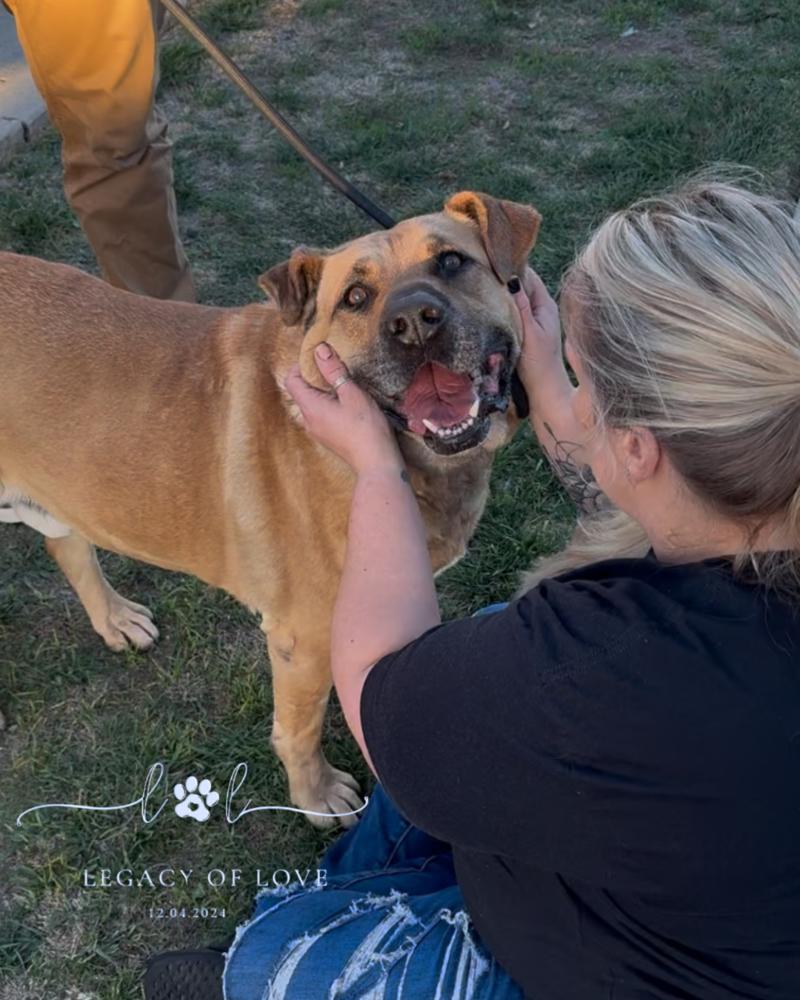Zachary, Adoptable, Senior Male German Shepherd Dog.