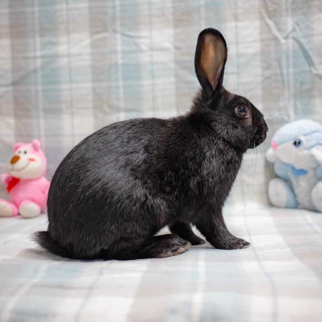 Robby, Adoptable, Baby Male Mini Lop.