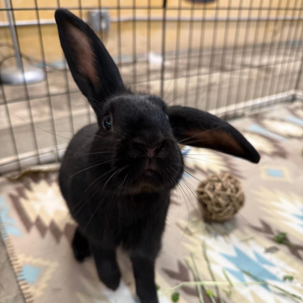 Enlarge Robby, a Adoptable Mini Lop in San Diego, CA image 2/6