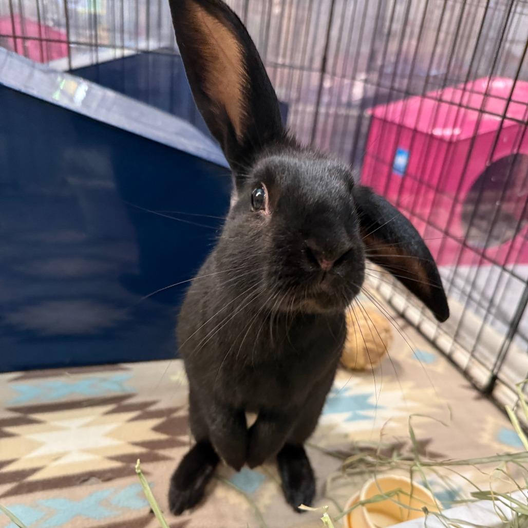 Enlarge Robby, a Adoptable Mini Lop in San Diego, CA image 3/6