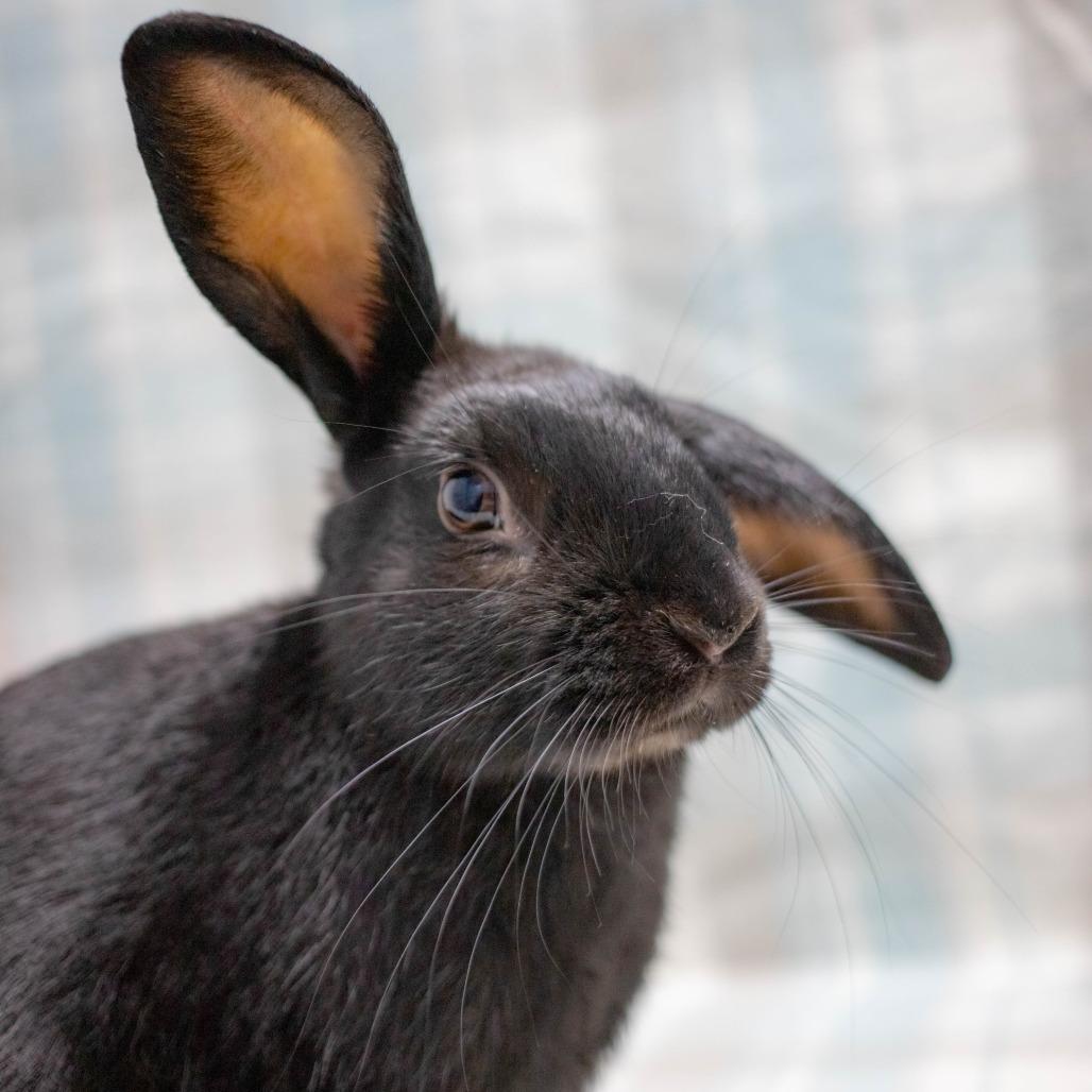 Enlarge Robby, a Adoptable Mini Lop in San Diego, CA image 4/6