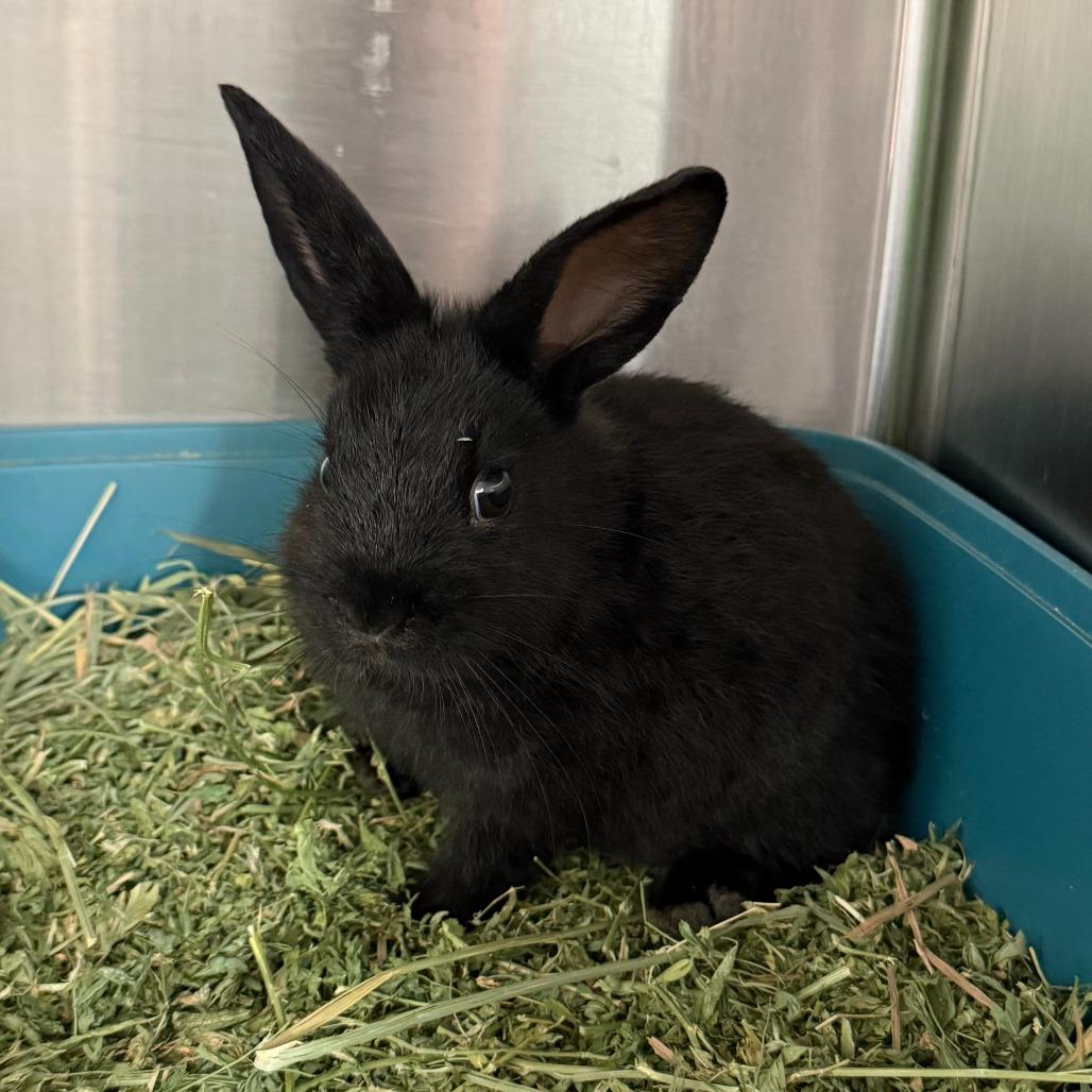 Enlarge Robby, a Adoptable Mini Lop in San Diego, CA image 5/6