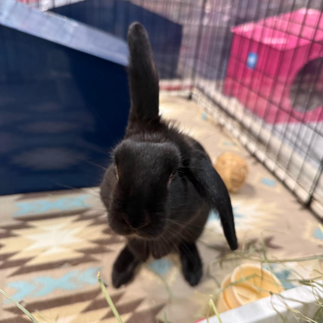 Enlarge Robby, a Adoptable Mini Lop in San Diego, CA image 6/6