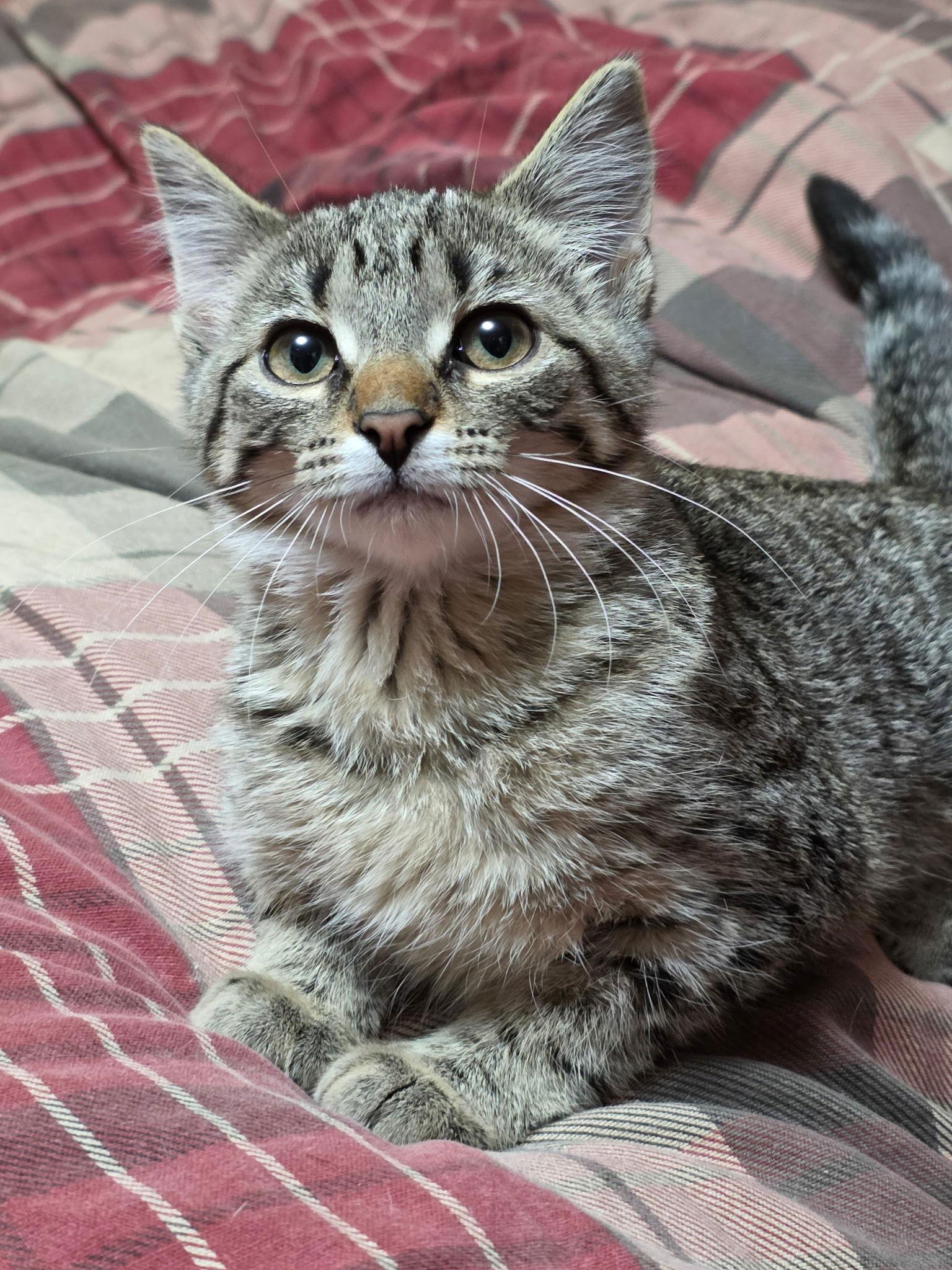 Nori, a Adopted Domestic Short Hair in Zimmerman, MN image 1/2