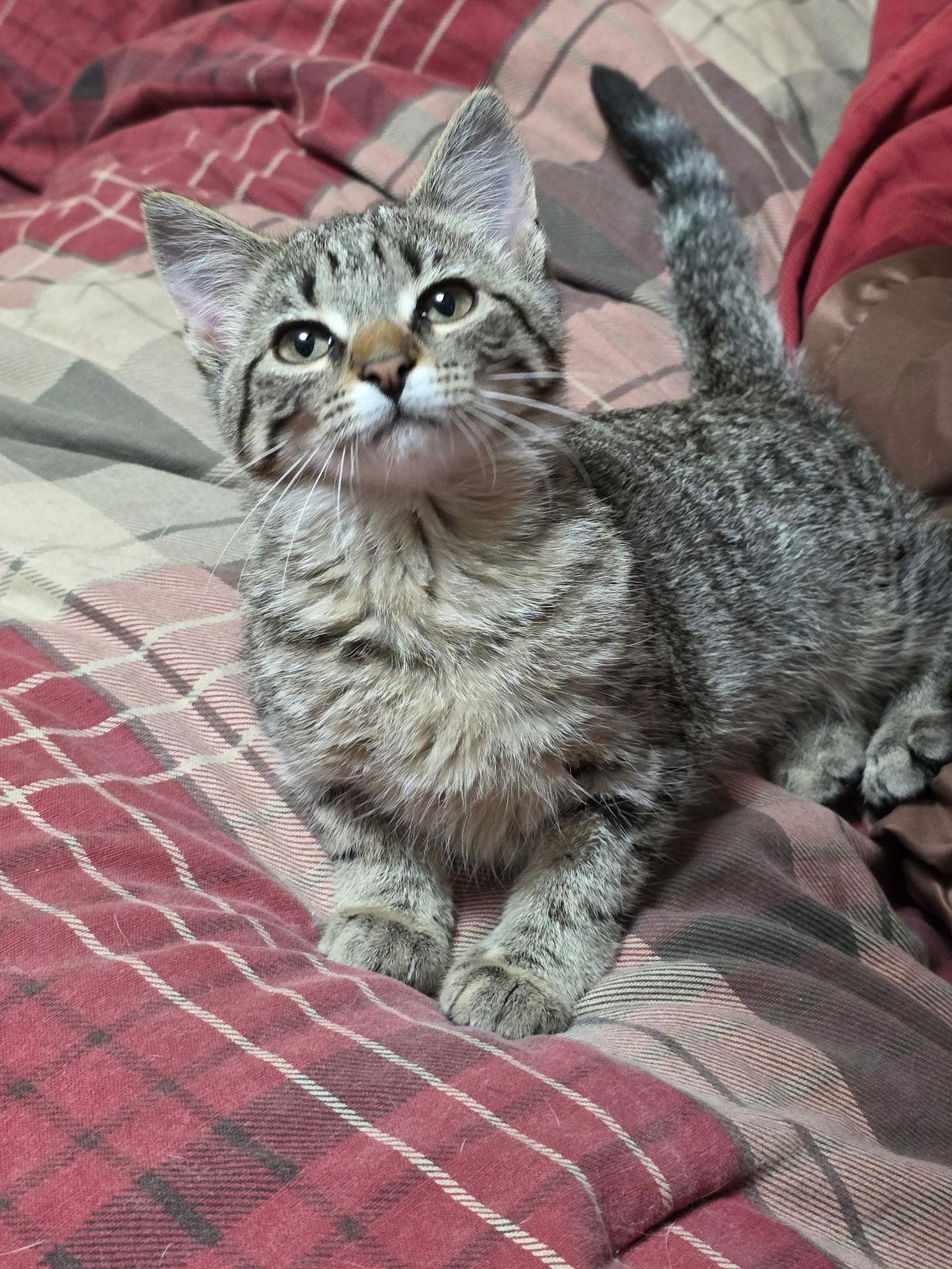 Nori, a Adopted Domestic Short Hair in Zimmerman, MN image 2/2