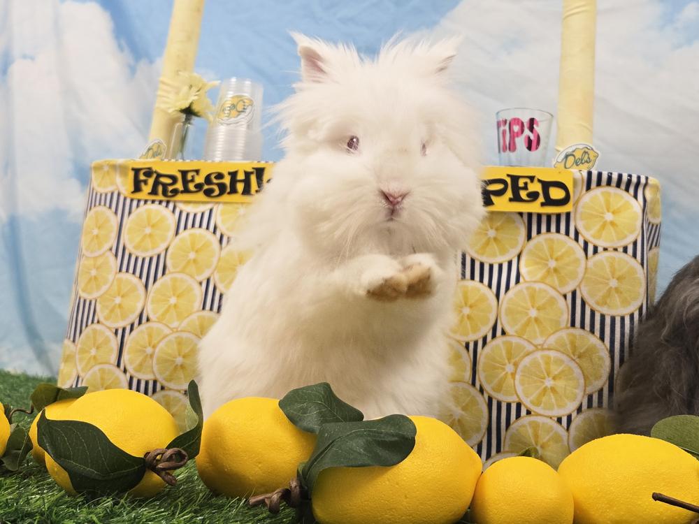 Albert Einstein, a Adoptable Lionhead in Westford, MA image 2/6