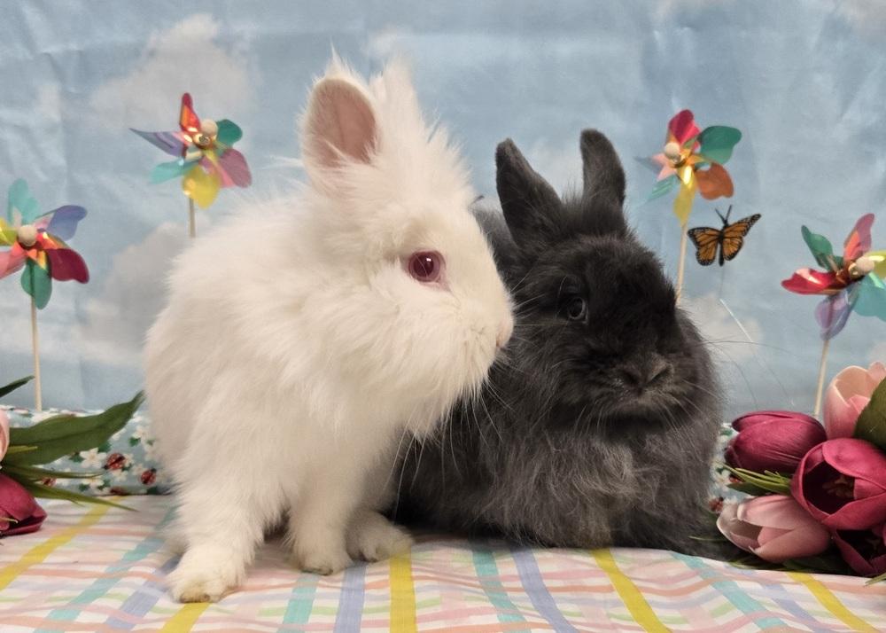 Albert Einstein, a Adoptable Lionhead in Westford, MA image 4/6
