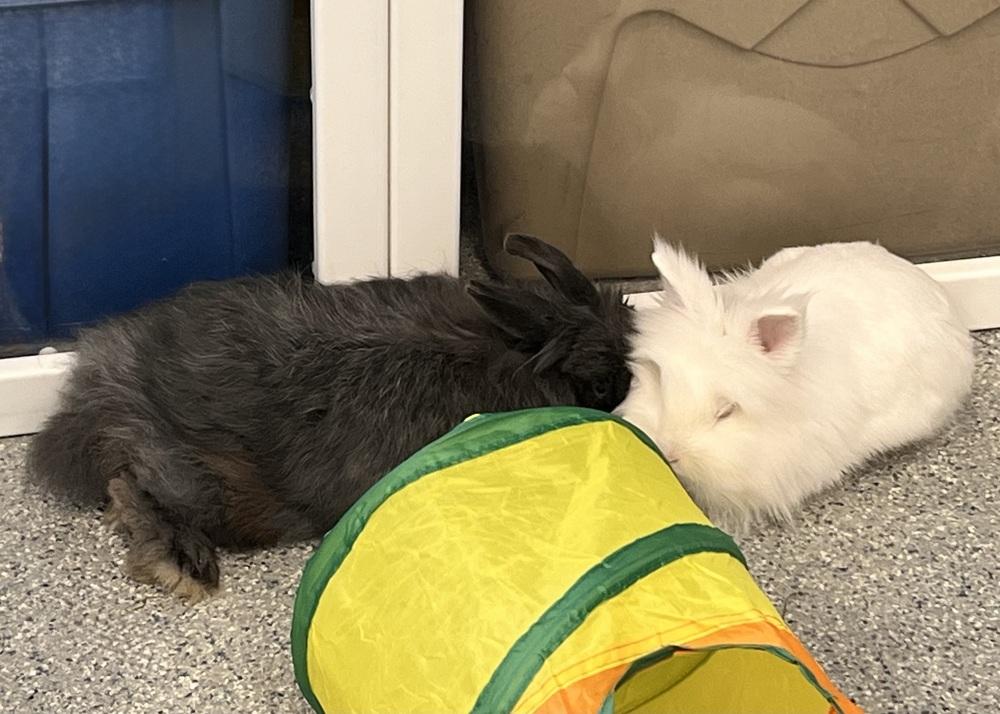 Albert Einstein, a Adoptable Lionhead in Westford, MA image 5/6