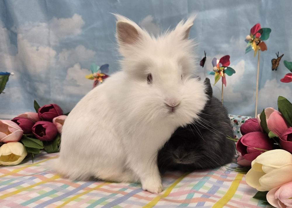 Albert Einstein, a Adoptable Lionhead in Westford, MA image 6/6