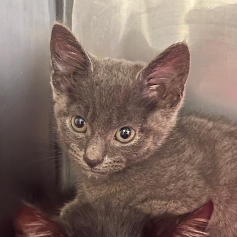 Annette, Adoptable, Kitten Female Domestic Short Hair.
