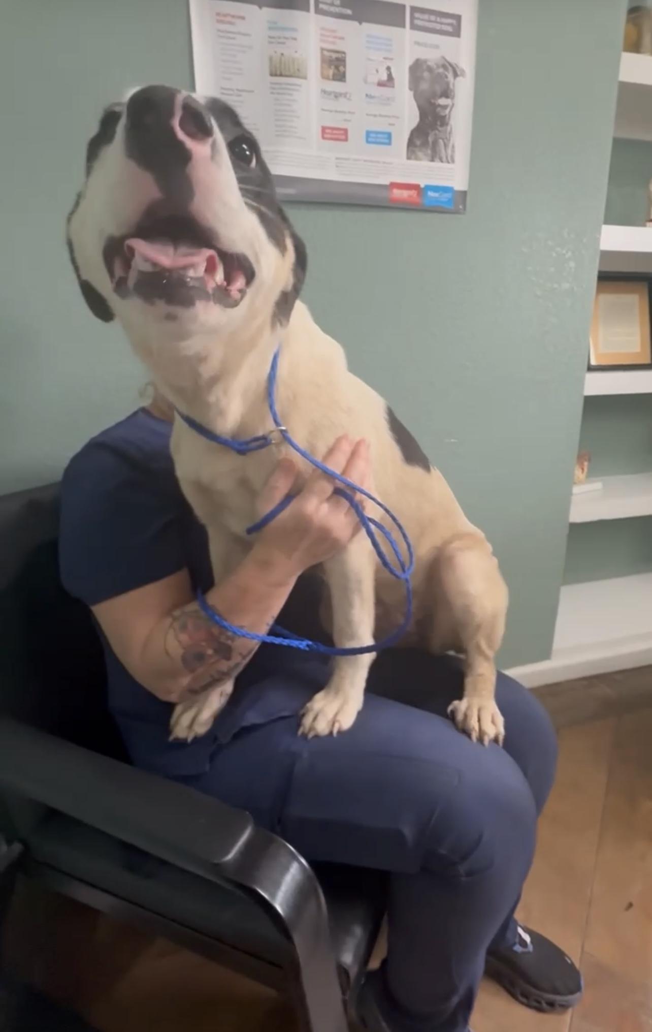 Dog for adoption - Pip (Gentle Soul, Big Heart, Ready for a