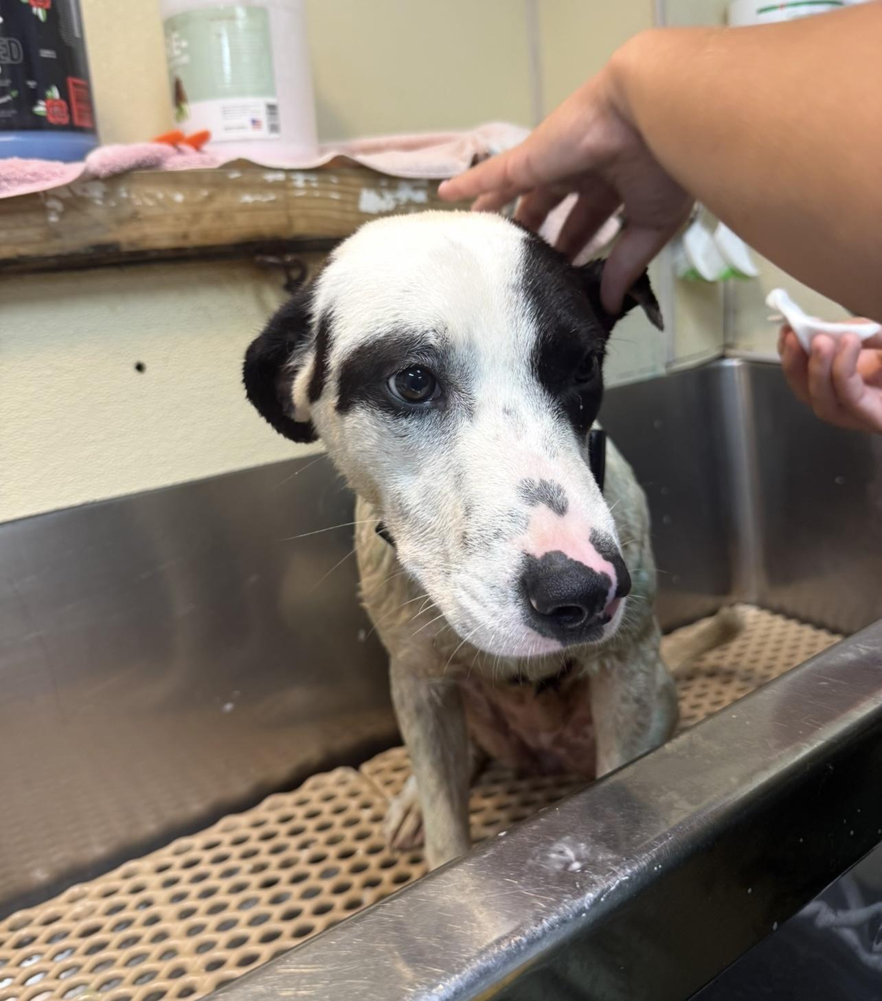 Soul Dog Dog for adoption - Pip (Gentle Soul, Big Heart, Ready for a