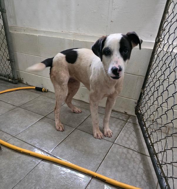 Soul Dog Soul Dog Rescue