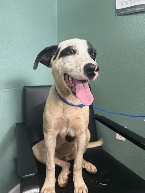 Soul Dog Soul Dog Rescue