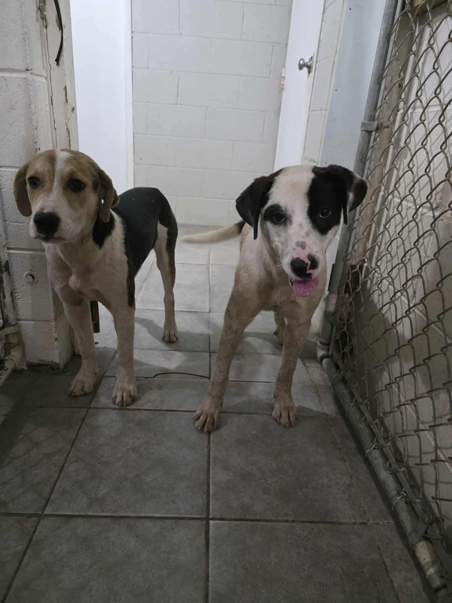 Dog for adoption - Pip (Gentle Soul, Big Heart, Ready for a