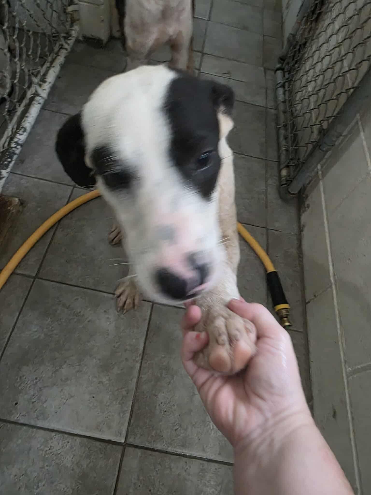 Soul Dog Dog for adoption - Pip (Gentle Soul, Big Heart, Ready for a