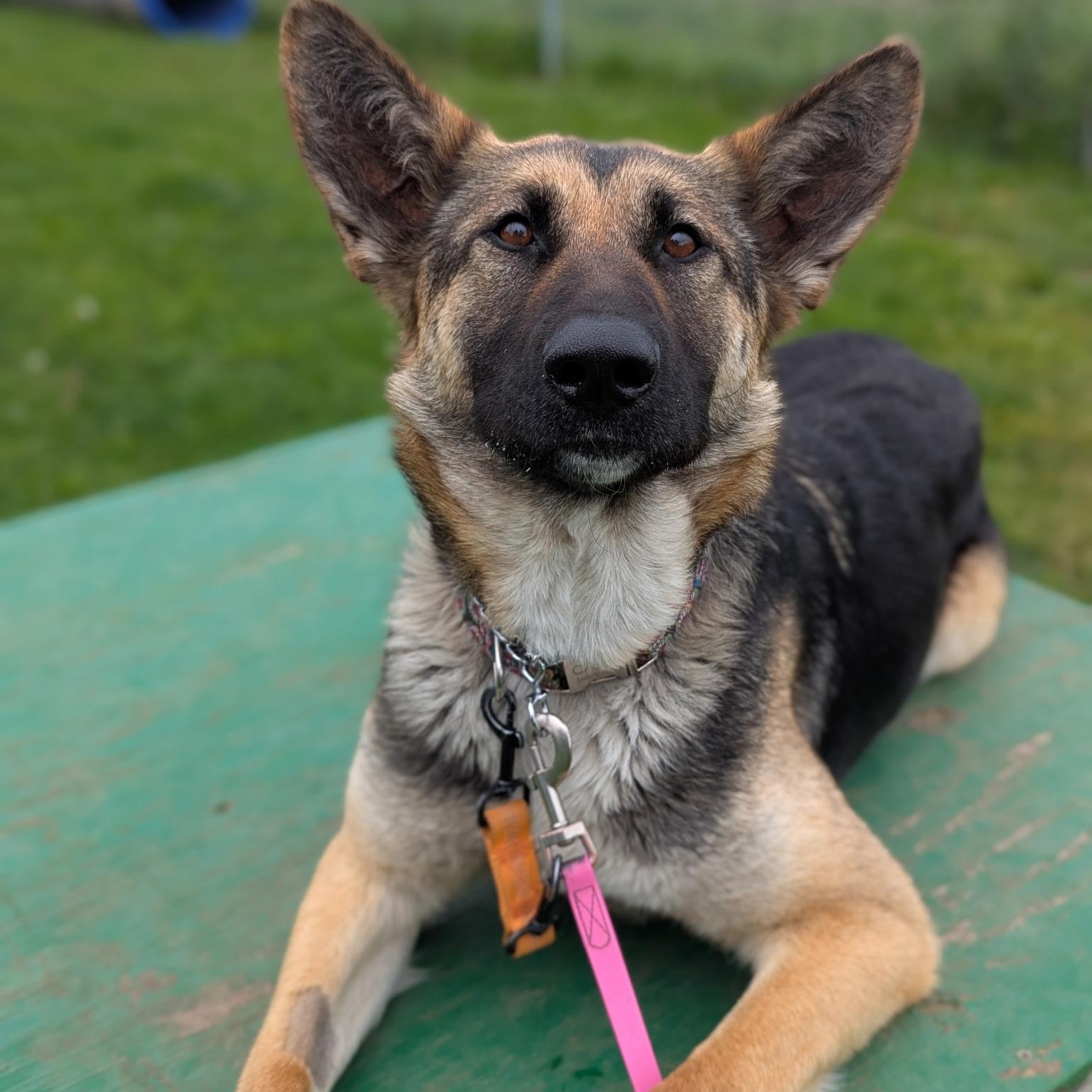 Sammi, adopted, Adult Female German Shepherd Dog & Belgian Shepherd / Malinois.