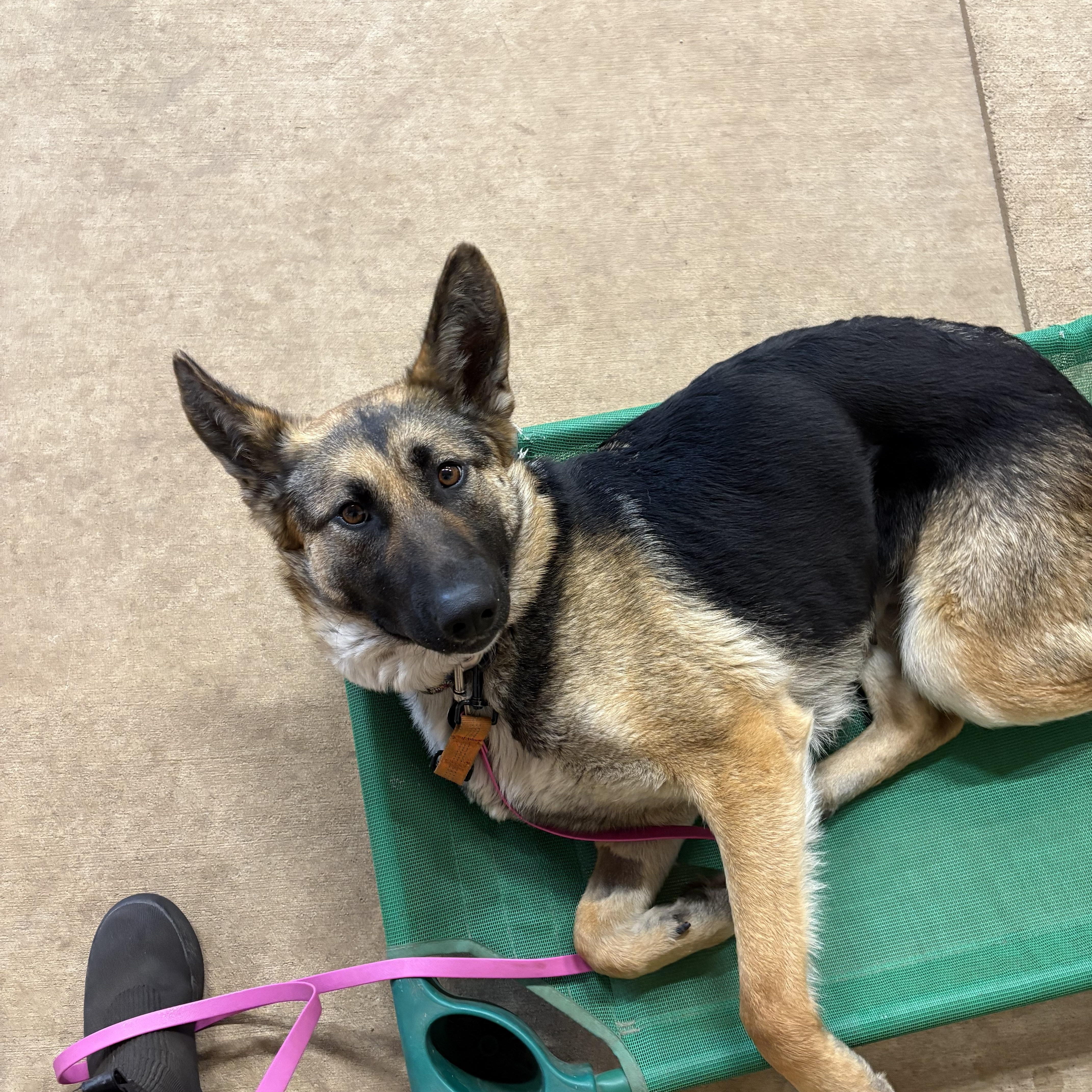 Enlarge Sammi, an adopted mixed breed in Bellingham, WA image 3/6