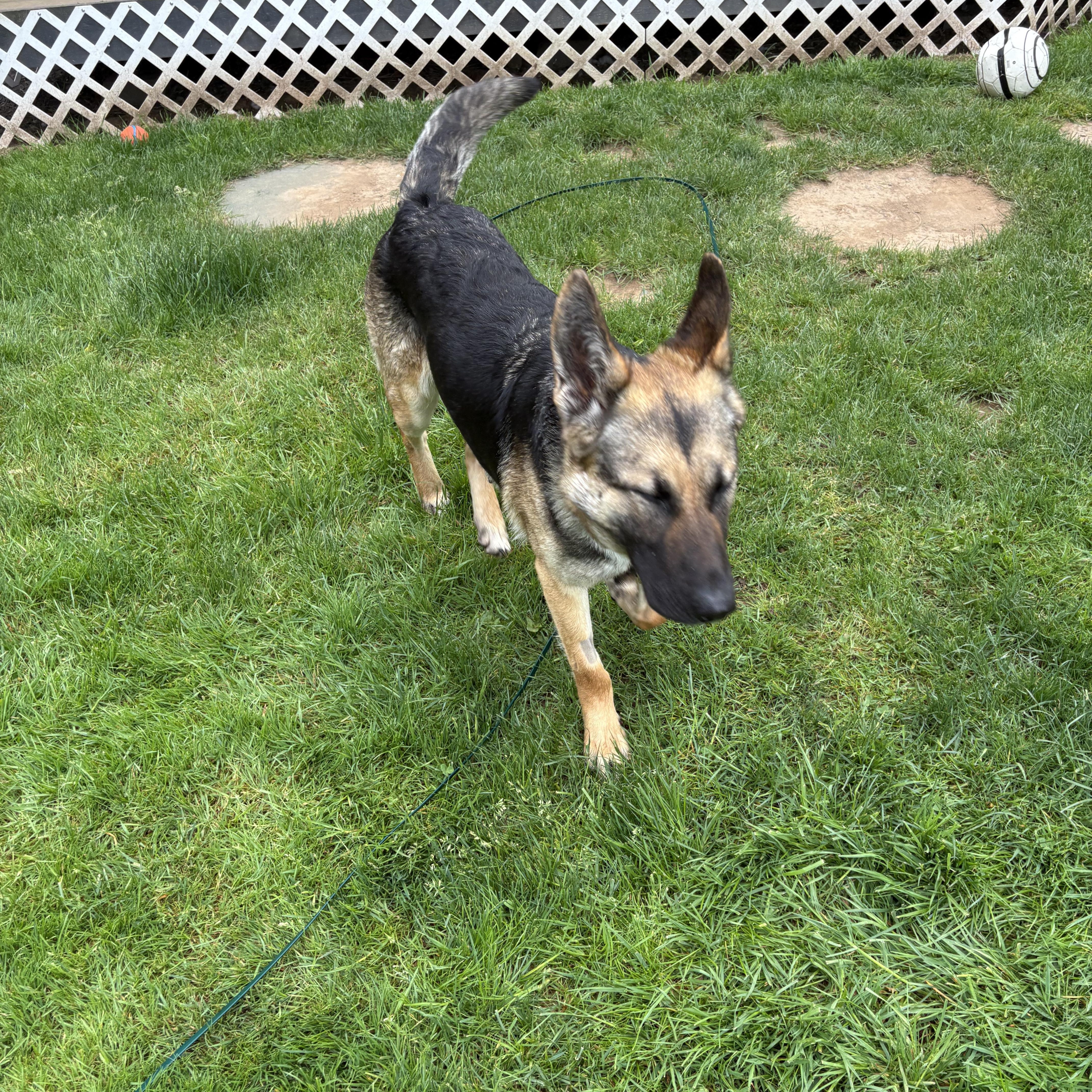 Enlarge Sammi, an adopted mixed breed in Bellingham, WA image 6/6