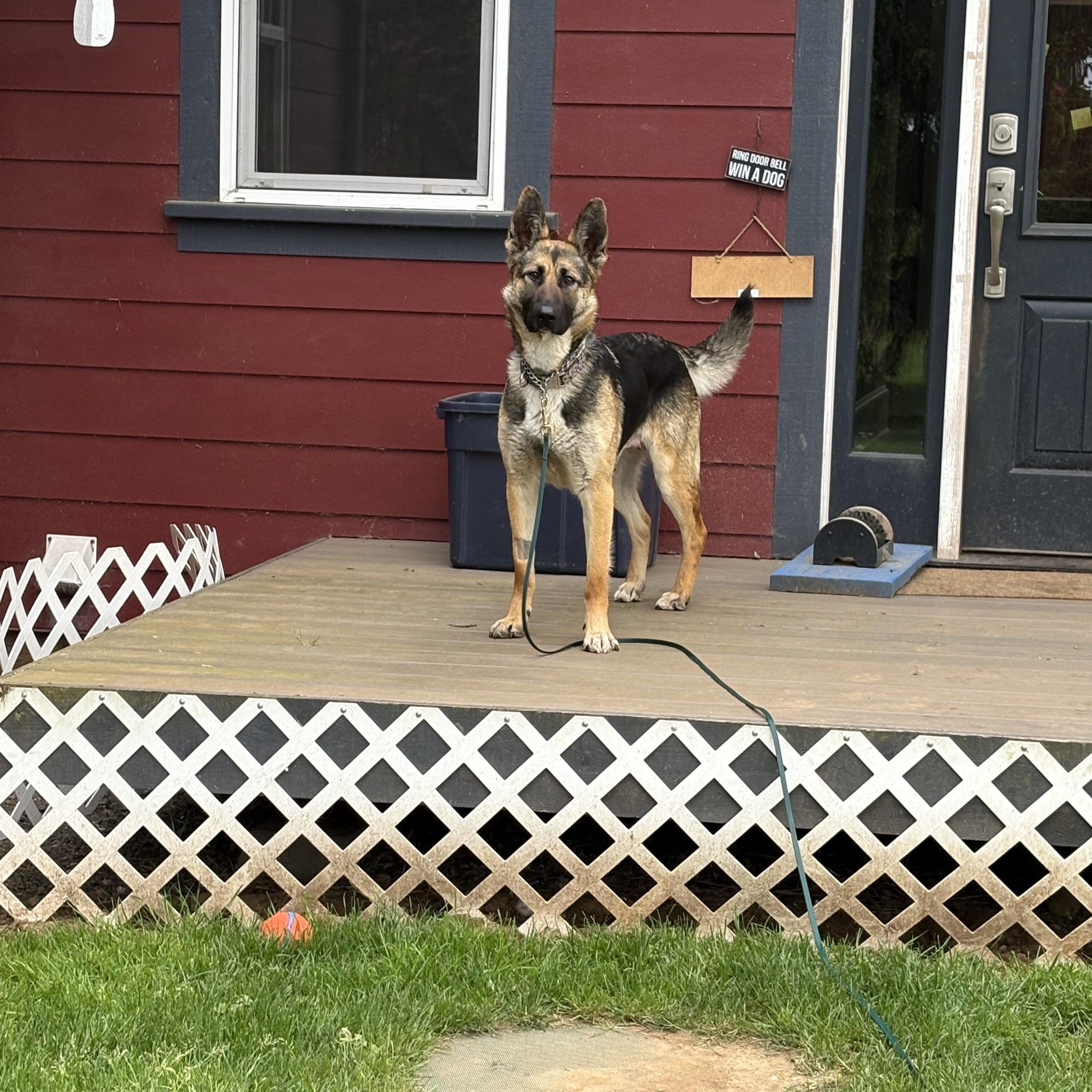 Enlarge Sammi, an adopted mixed breed in Bellingham, WA image 2/6