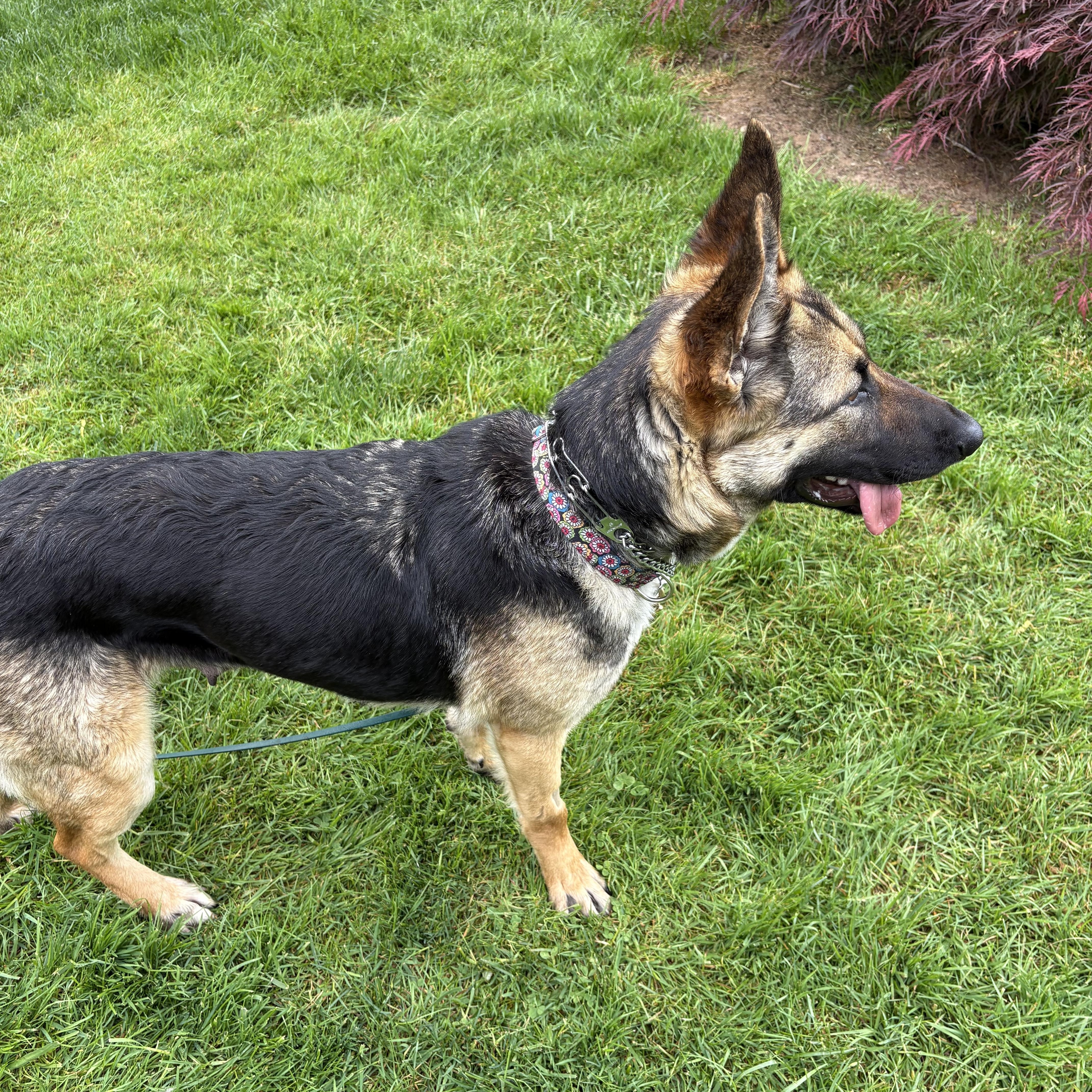 Enlarge Sammi, an adopted mixed breed in Bellingham, WA image 5/6