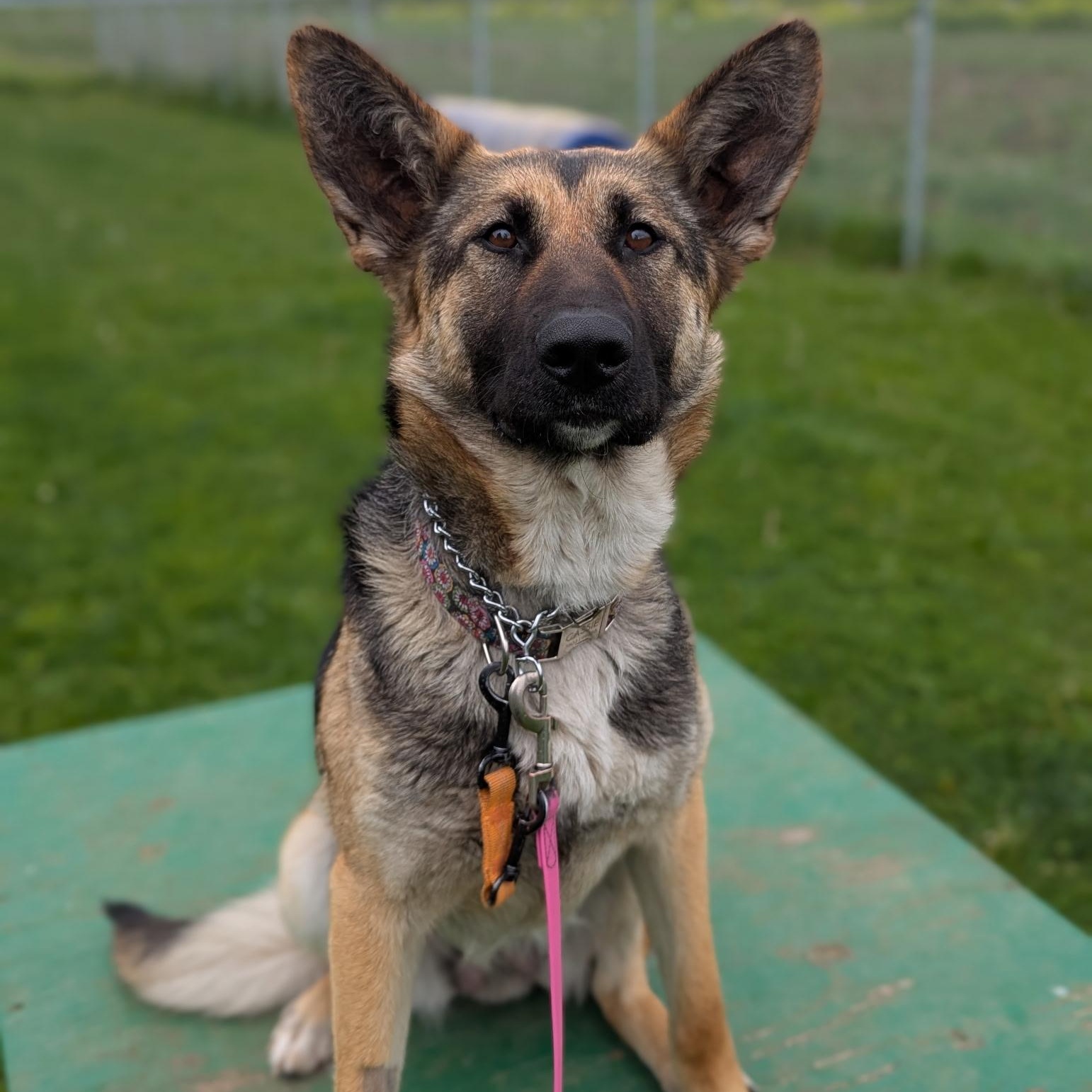 Enlarge Sammi, an adopted mixed breed in Bellingham, WA image 4/6