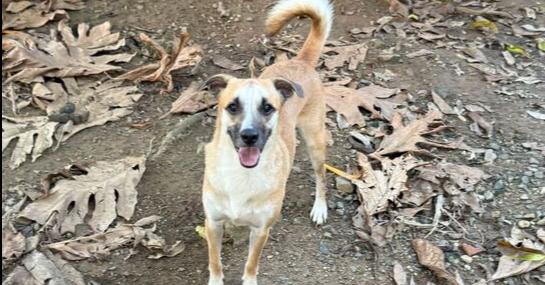 Chucky, Adoptable, Adult Male Labrador Retriever.