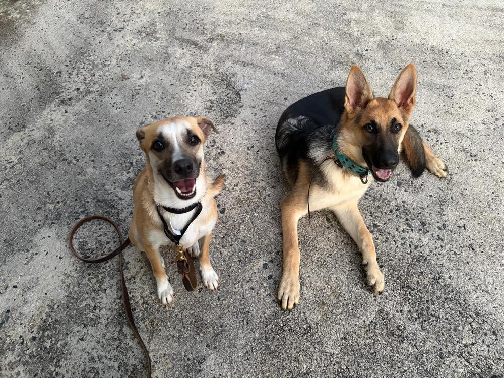 Enlarge Chucky, a Adoptable mixed breed in Naranjito, PR image 2/5