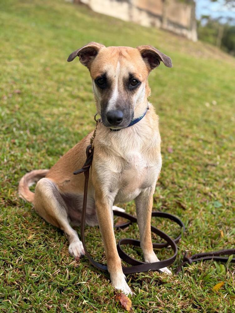 Enlarge Chucky, a Adoptable mixed breed in Naranjito, PR image 3/5