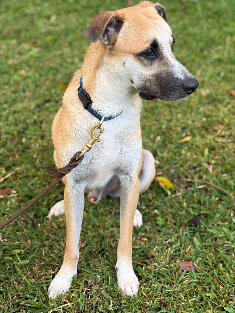 Enlarge Chucky, a Adoptable mixed breed in Naranjito, PR image 4/5