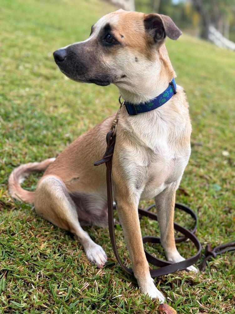 Enlarge Chucky, a Adoptable mixed breed in Naranjito, PR image 5/5