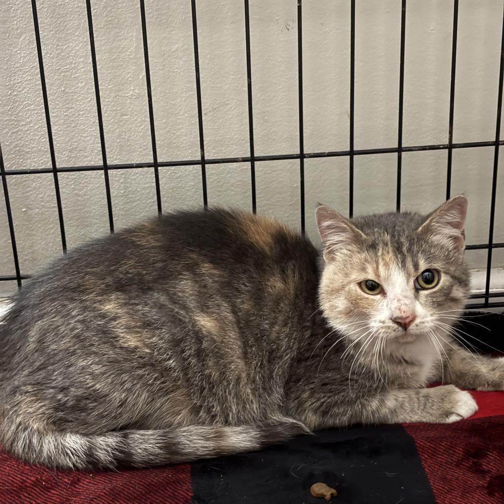 Chola Lola — thumbnail 2