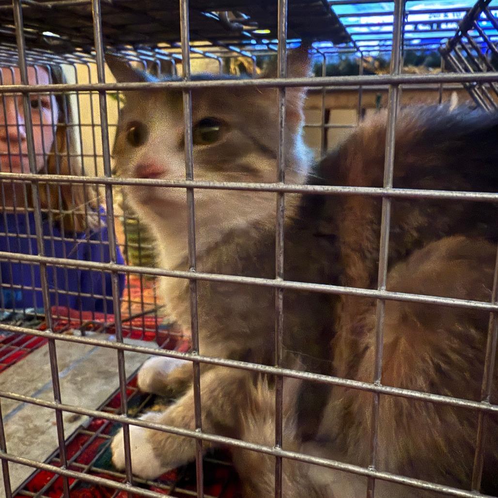 Chola Lola — thumbnail 3