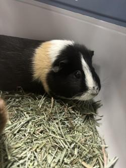 Pandora, Adoptable, Adult Female Guinea Pig & Guinea Pig.