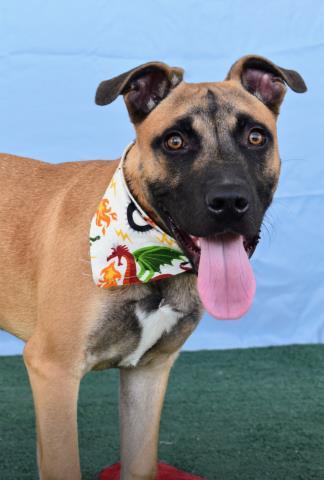 Browny, Young Male Shepherd
