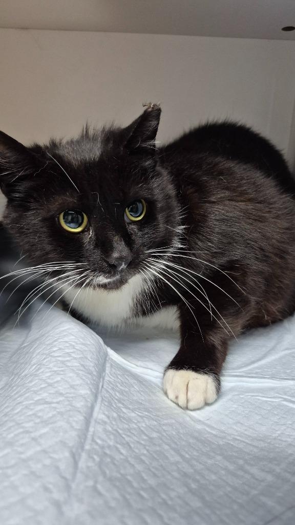 Jenni-fur Grey, Adoptable, Young Female Domestic Medium Hair.