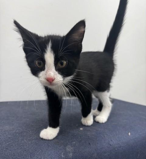 Enlarge Jolly Roger and Scallywag, an adoptable Domestic Short Hair in Hutchinson, MN image 4/6