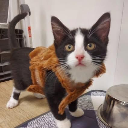 Jolly Roger and Scallywag, adoptable, Young Male Domestic Short Hair.